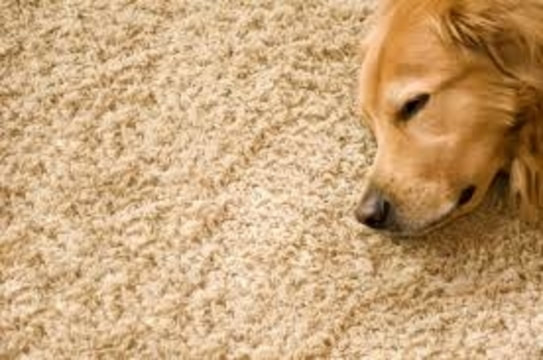 Dog Sleeping on Clean carpet